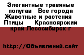 Элегантные травяные попугаи - Все города Животные и растения » Птицы   . Красноярский край,Лесосибирск г.